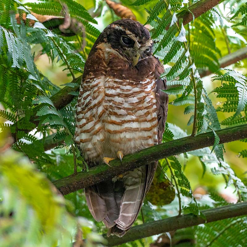 Band-Bellied Owl Birds