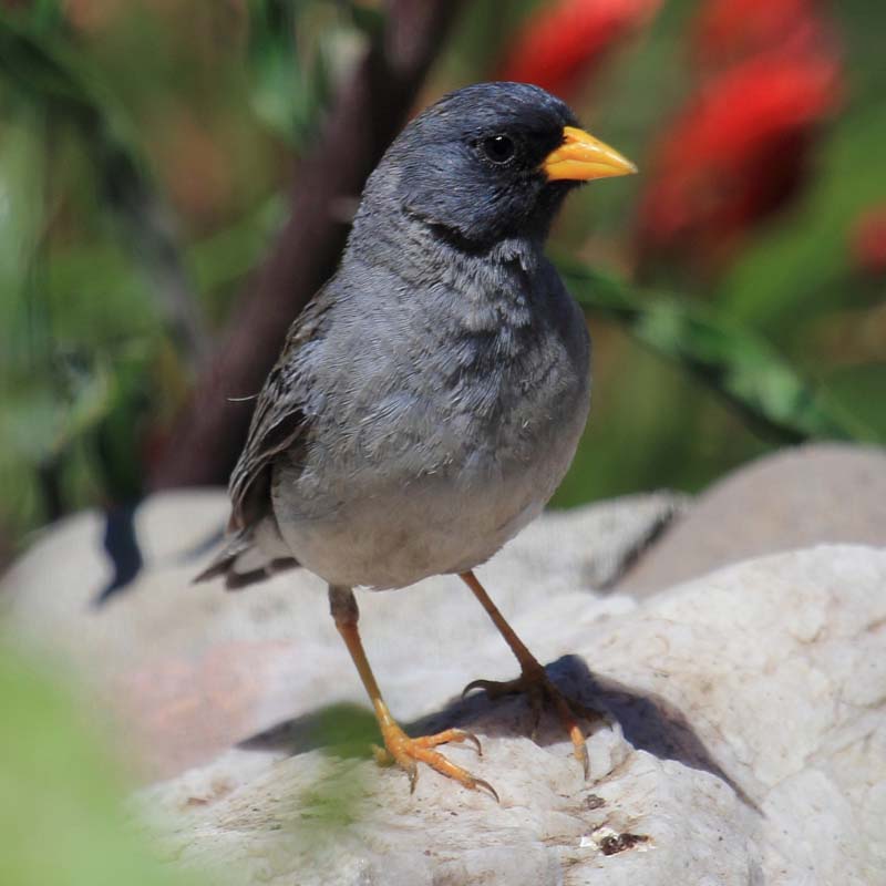 Band-Tailed Sierra Finch Birds