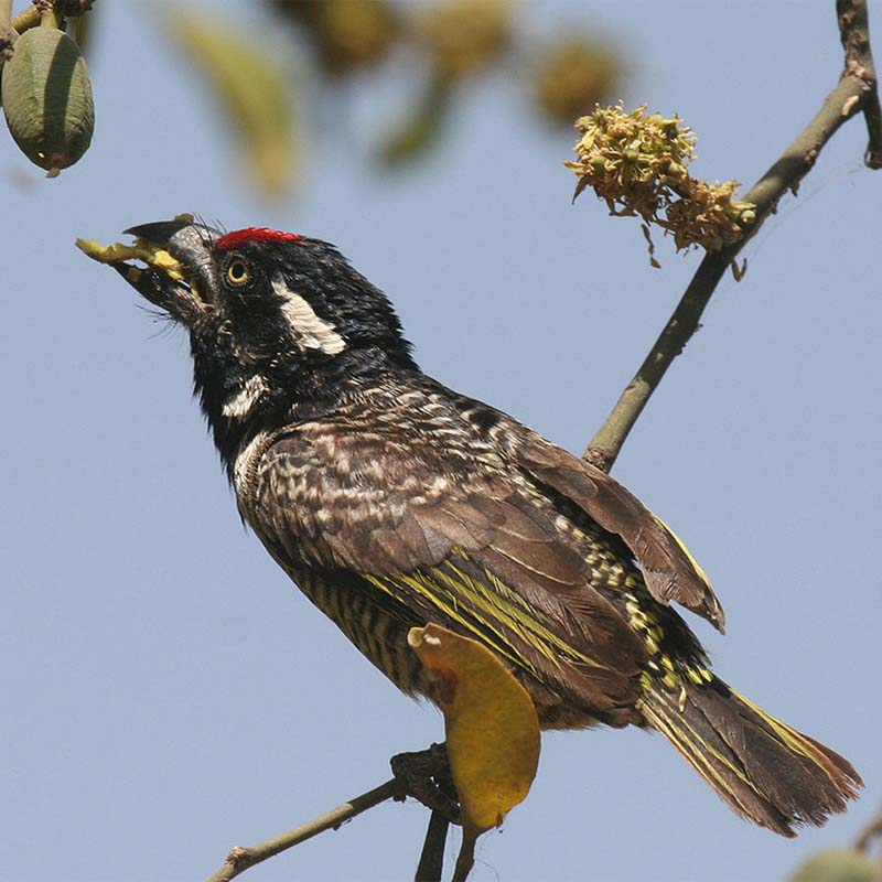Banded Barbet Birds