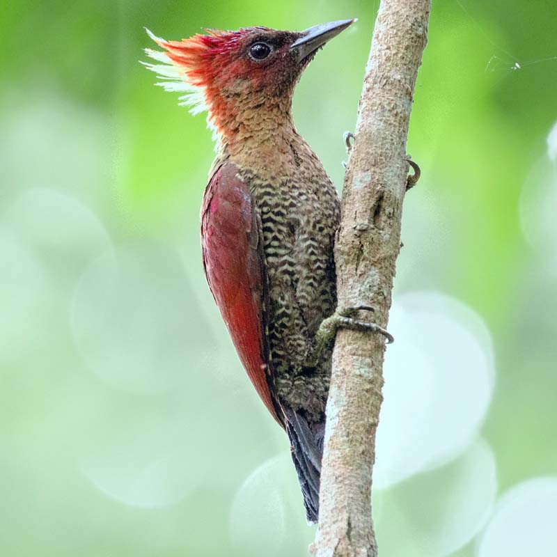 Banded Woodpecker Birds