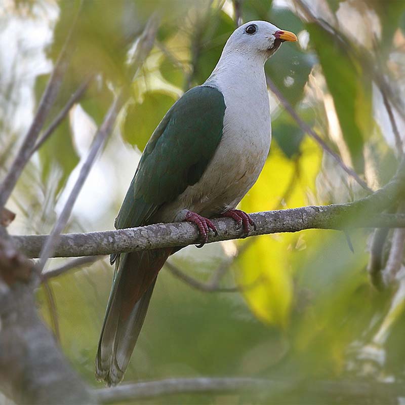 Banggai Fruit Dove Birds