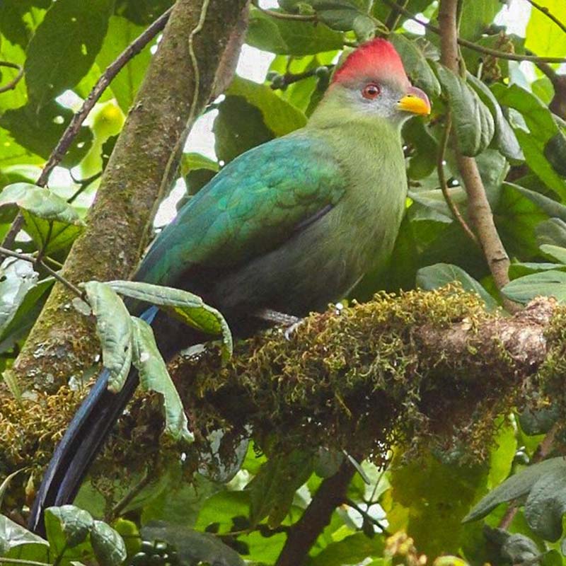Bannermans Turaco Birds