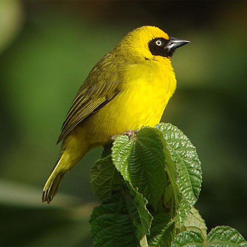 Bannermans Weaver Birds
