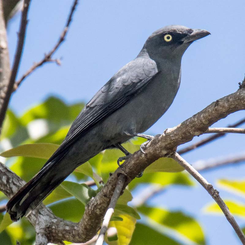 Bar-Bellied Cuckooshrike Birds