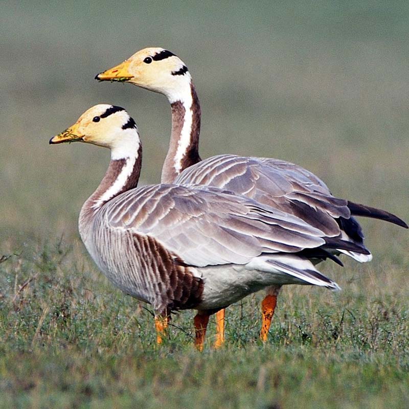 Bar-Headed Goose Birds