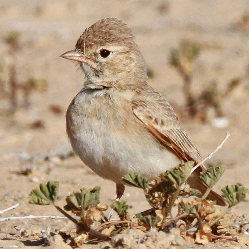 Bar-Tailed Lark Birds