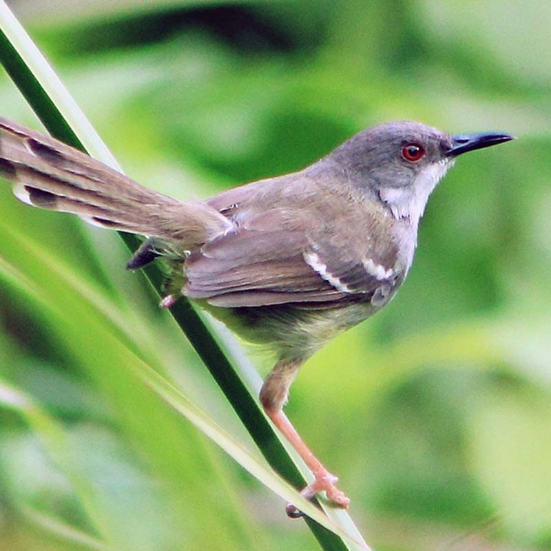 Bar-Winged Prinia Birds