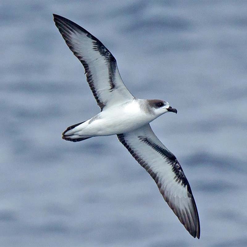 Baraus Petrel Birds