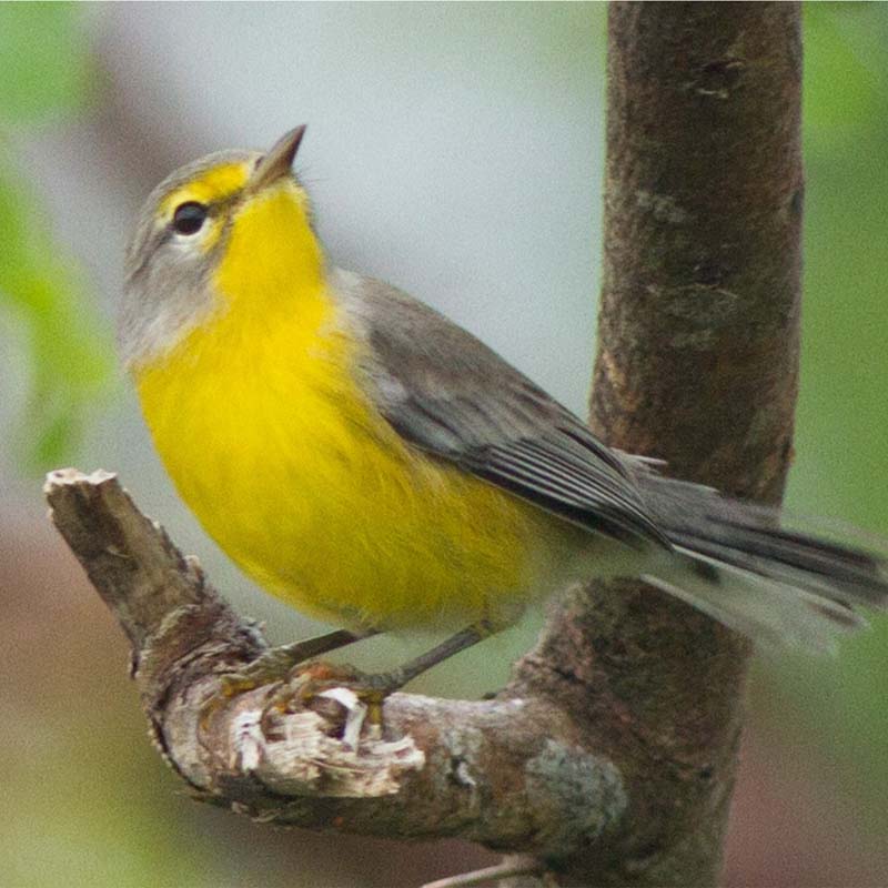 Barbuda Warbler Birds