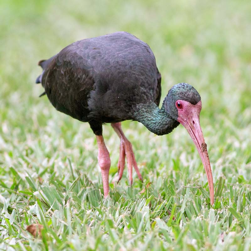 Bare-Faced Ibis Birds