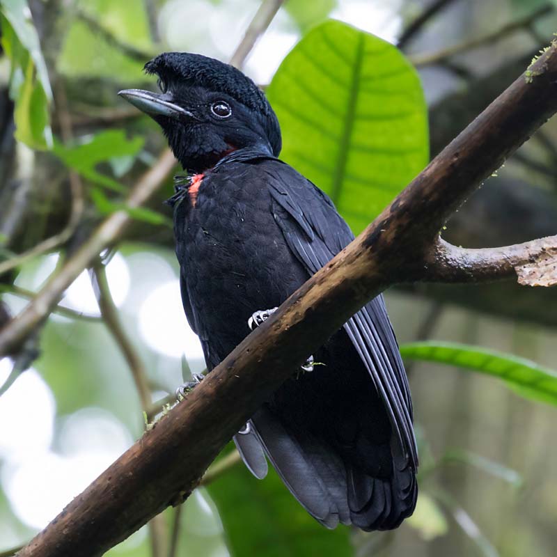 Bare-Necked Umbrellabird Birds
