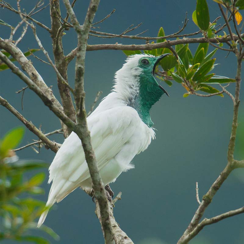Bare-Throated Bellbird Birds