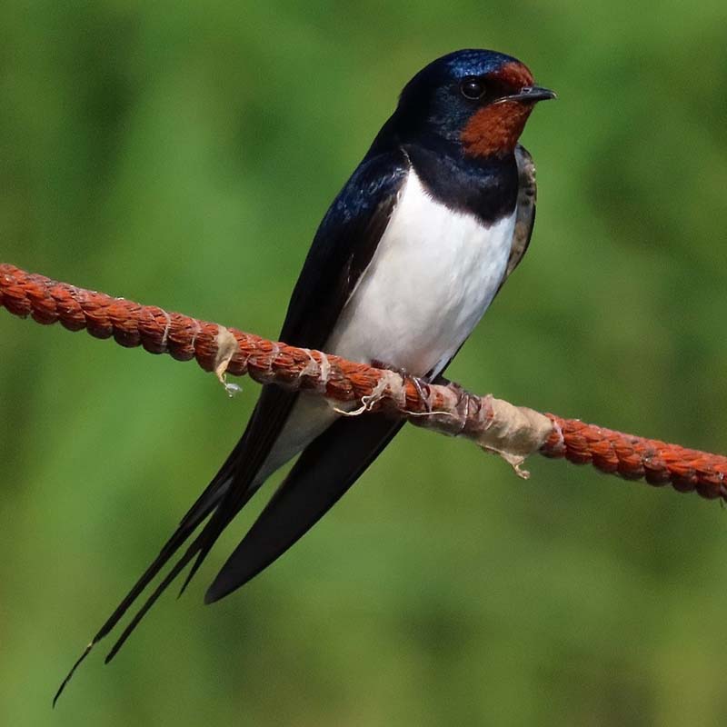 Barn Swallow Birds