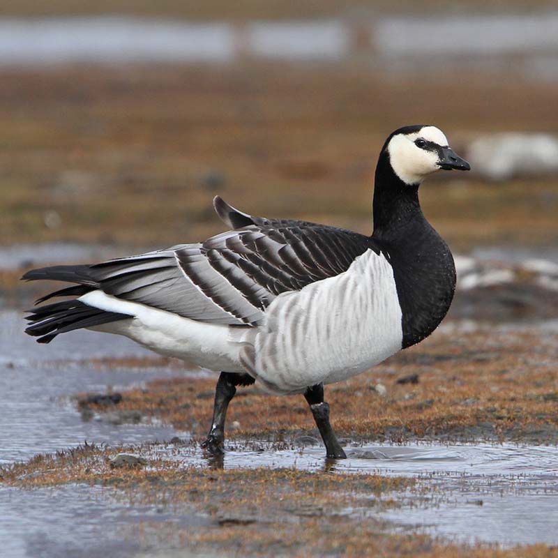 Barnacle Goose Birds