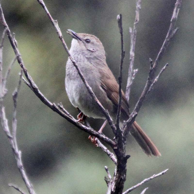 Barratts Warbler Birds