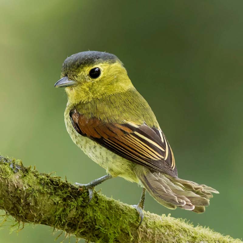 Barred Becard Birds