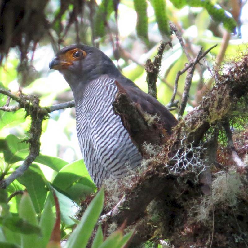 Barred Forest Falcon Birds