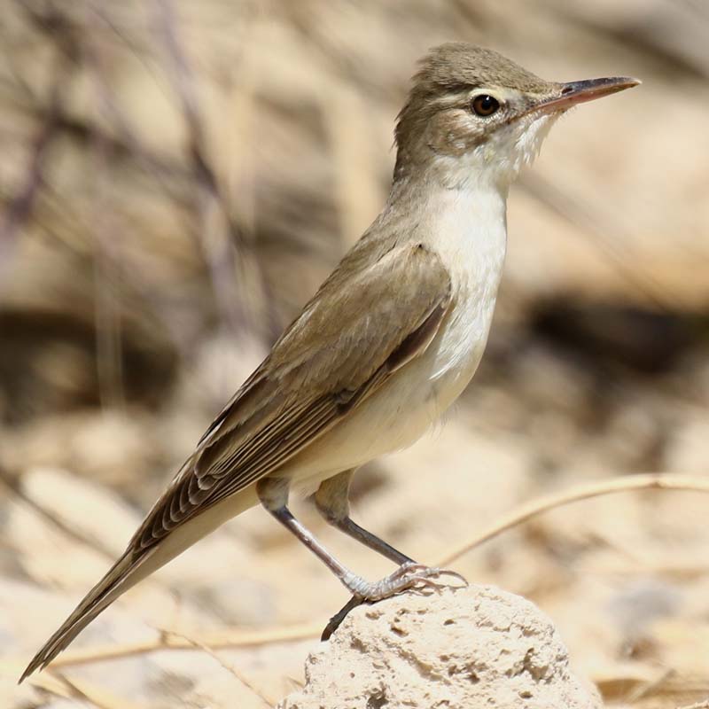 Basra Reed Warbler Birds