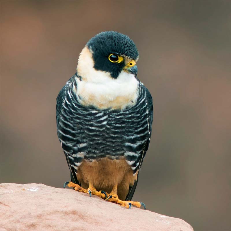 Bat Falcon Birds