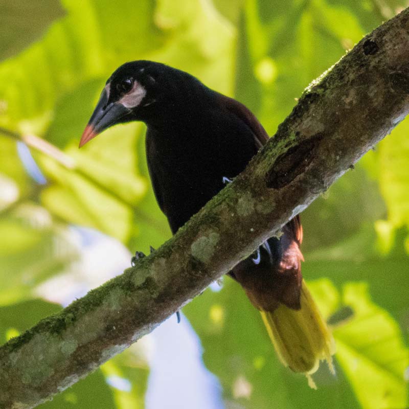 Baudo Oropendola Birds