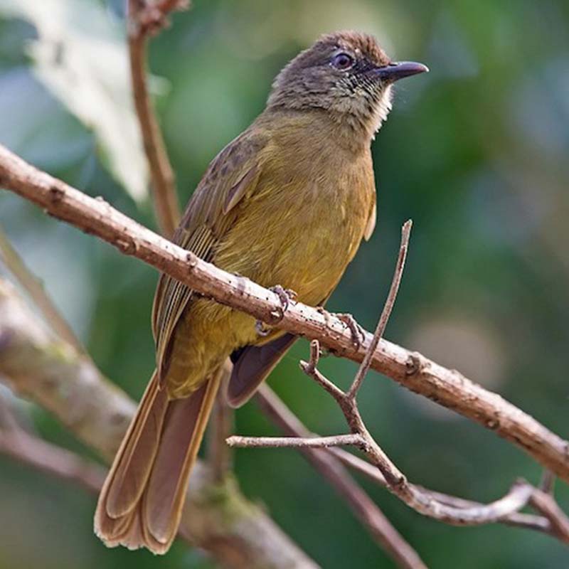 Baumanns Olive Greenbul Birds