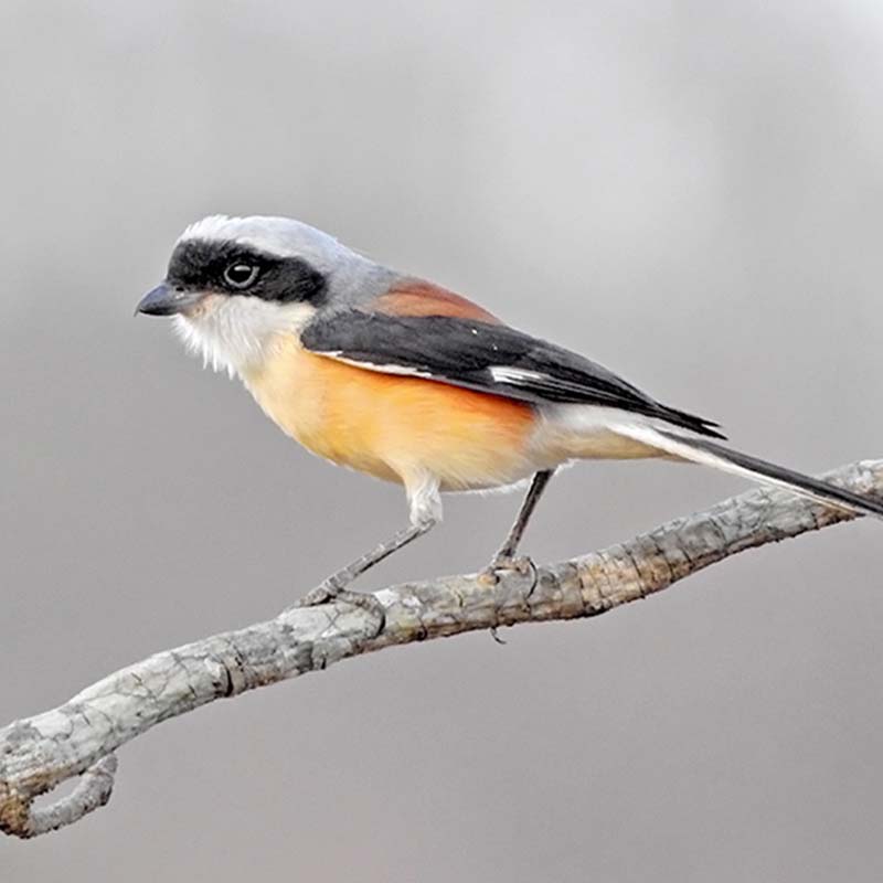Bay-Backed Shrike Birds