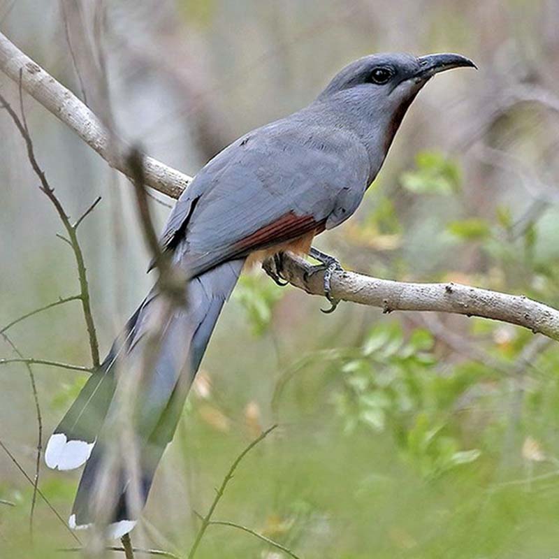 Bay-Breasted Cuckoo Birds