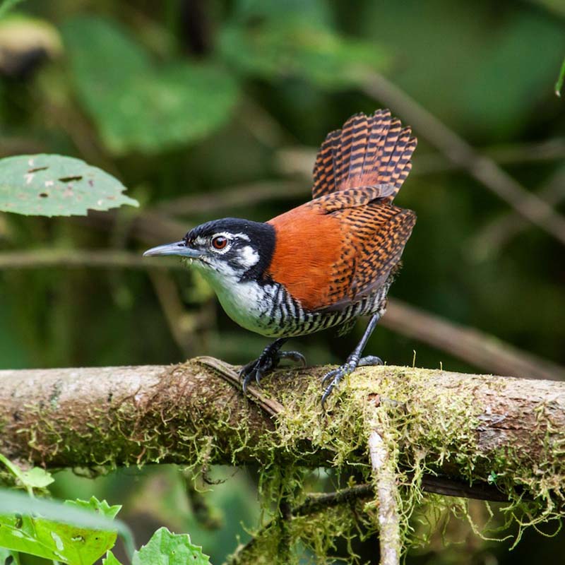 Bay Wren Birds