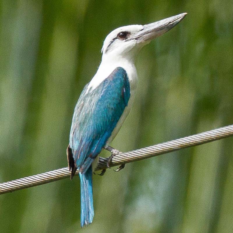 Beach Kingfisher Birds