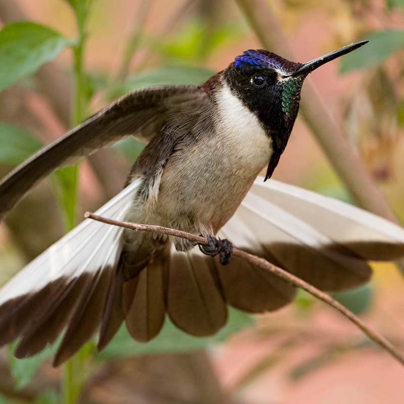 Bearded Mountaineer Birds