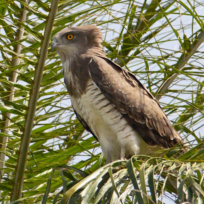 Beaudouins Snake Eagle Birds