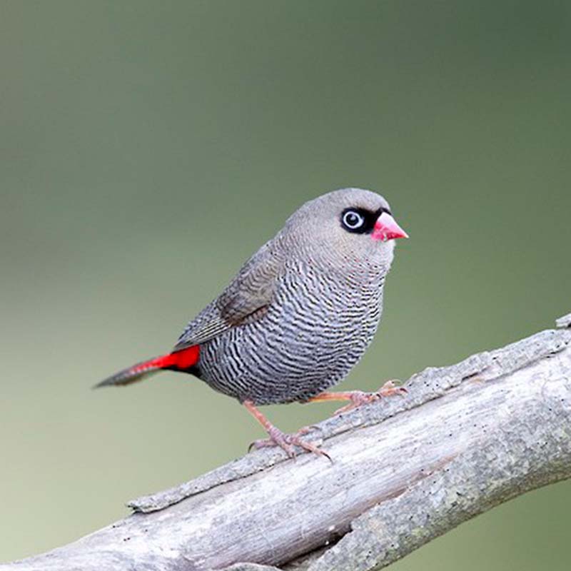 Beautiful Firetail Birds
