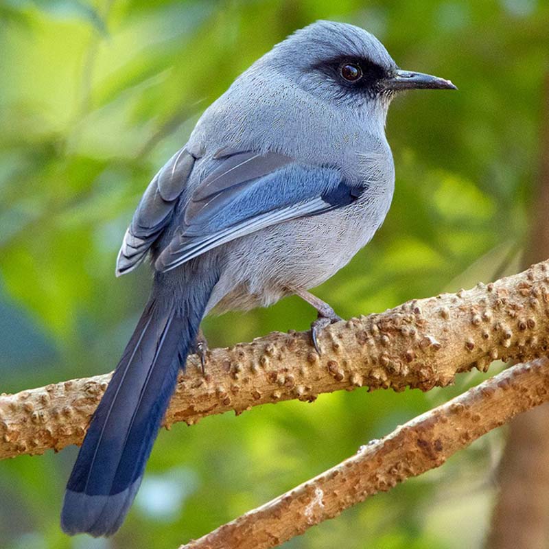 Beautiful Sibia Birds