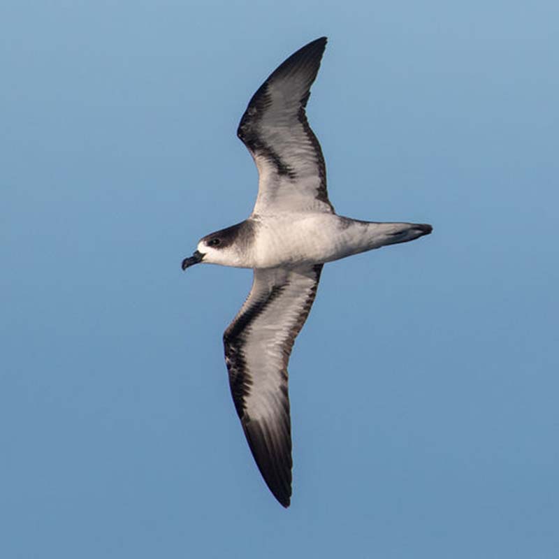 Becks Petrel Birds