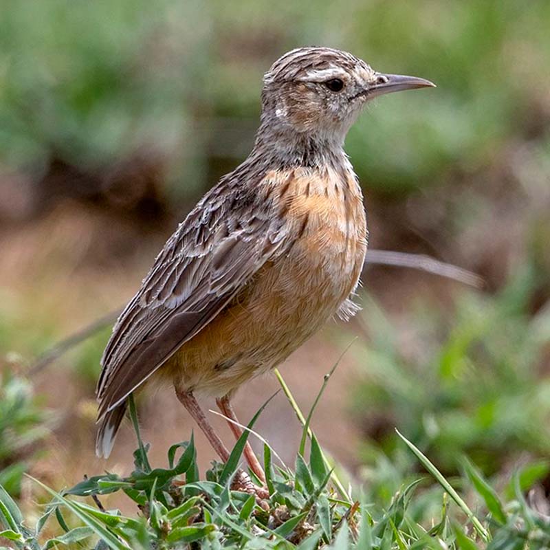 Beesleys Lark Birds