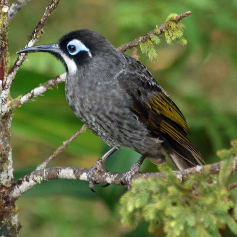 Belfords Melidectes Birds