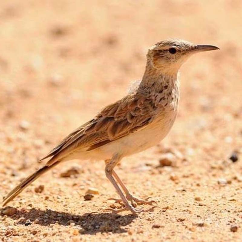 Benguela Long-Billed Lark Birds
