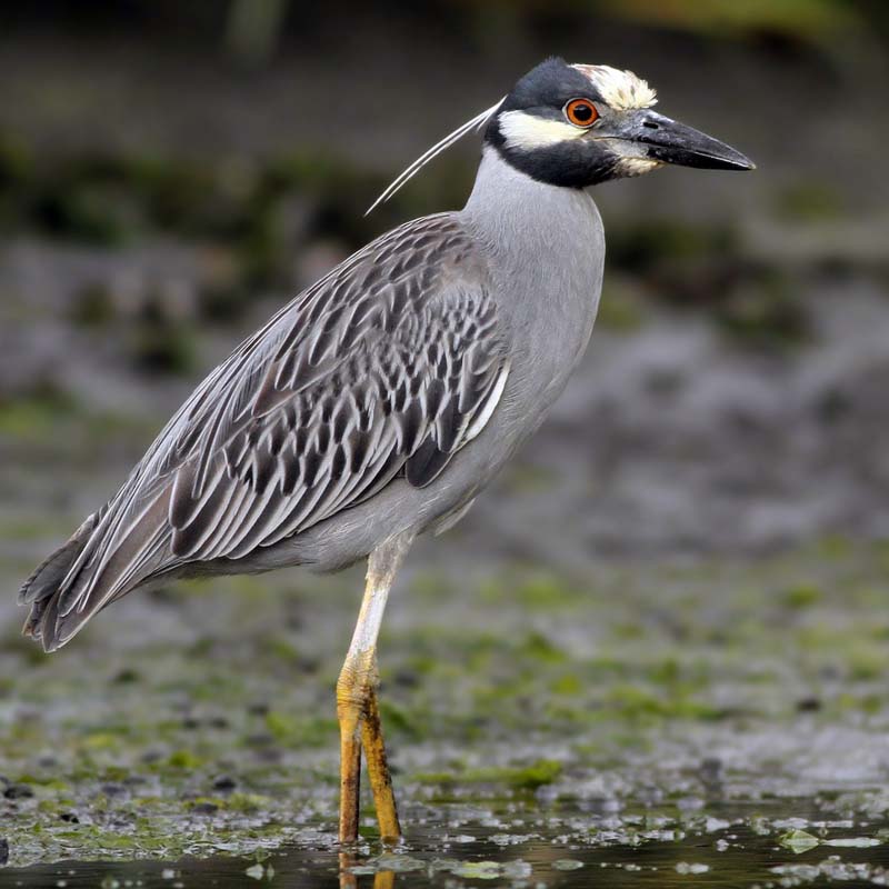Bermuda Night Heron Birds