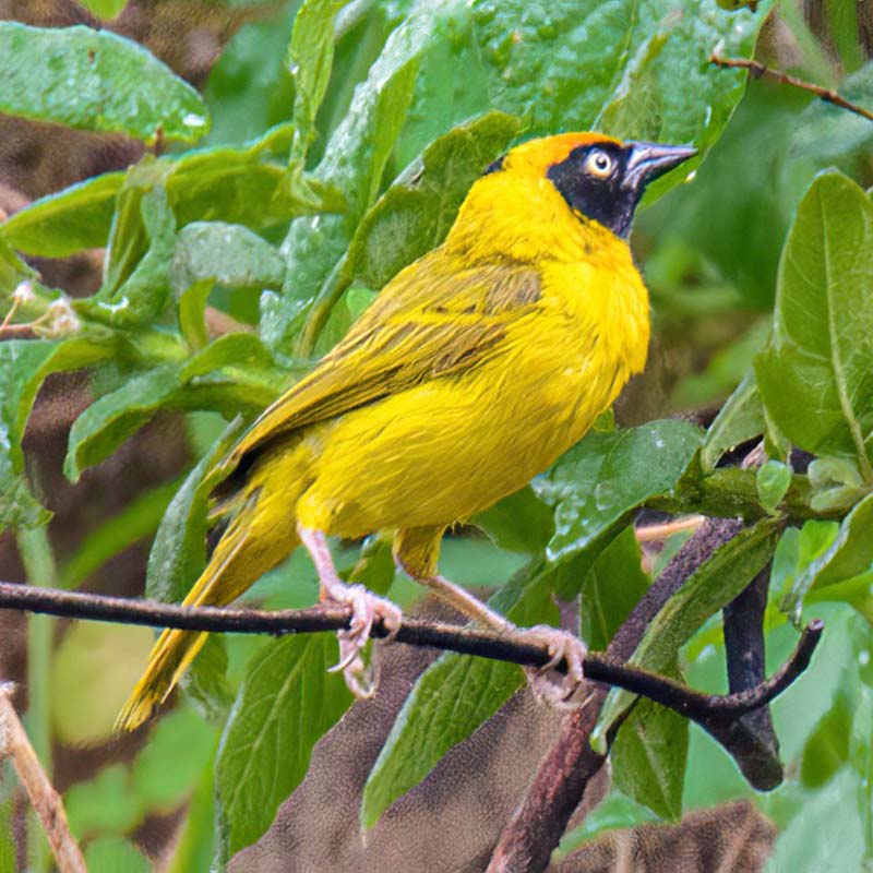 Bertrams Weaver Birds