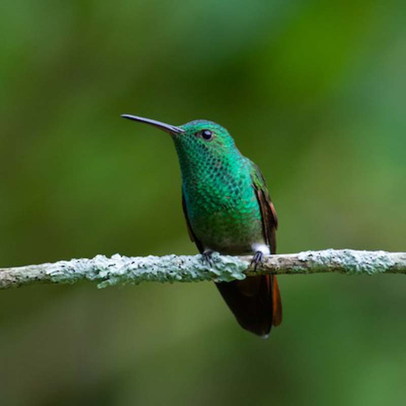 Berylline Hummingbird Birds