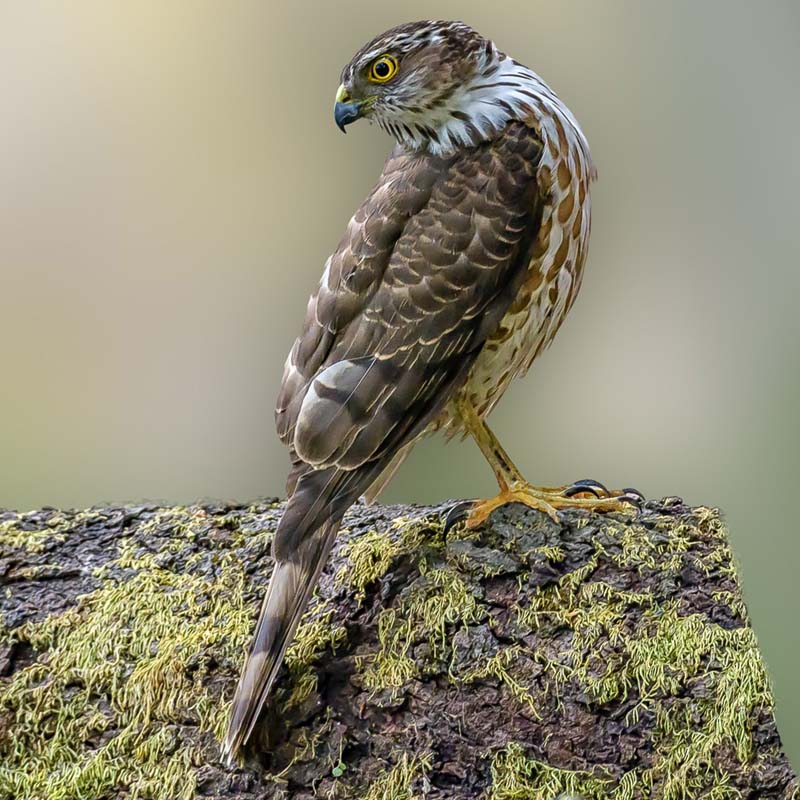 Besra Birds