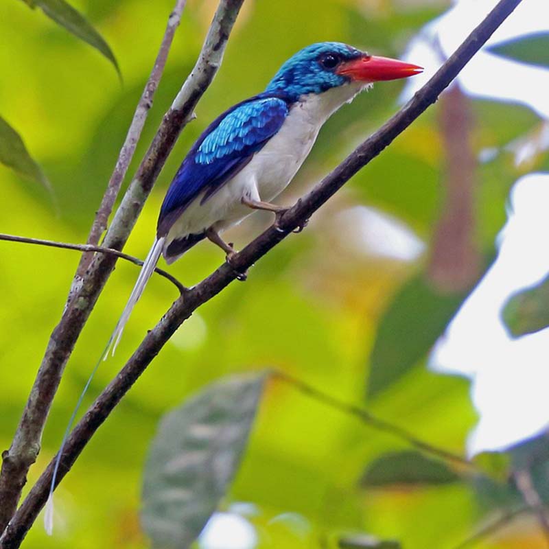 Biak Paradise Kingfisher Birds