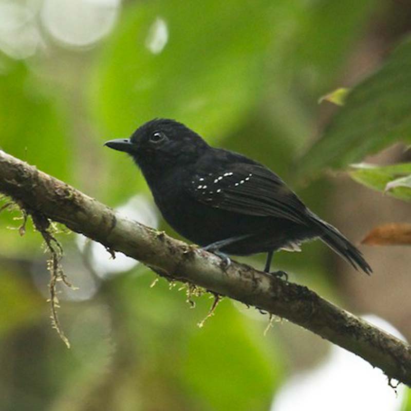 Bicolored Antvireo Birds