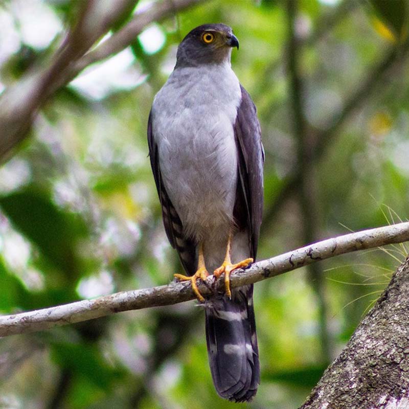 Bicolored Hawk Birds