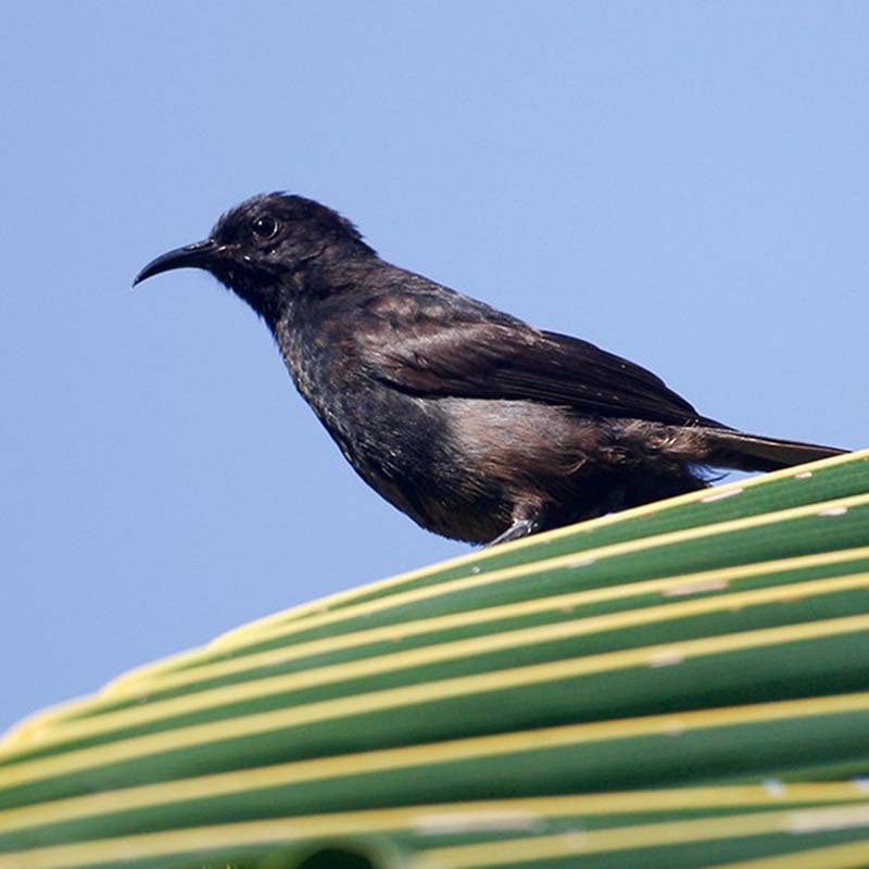 Bismarck Black Myzomela Birds