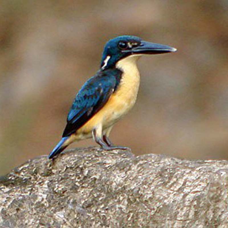 Bismarck Kingfisher Birds