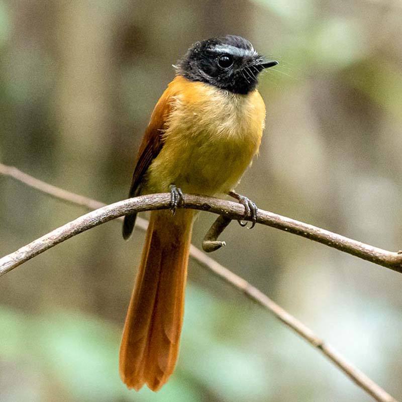 Black-And-Cinnamon Fantail Birds