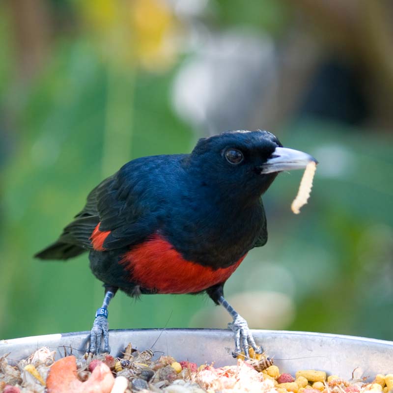 Black-And-Crimson Oriole Birds
