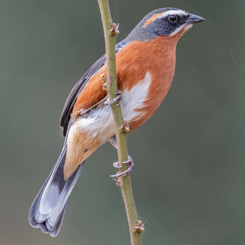 Black-And-Rufous Warbling Finch Birds