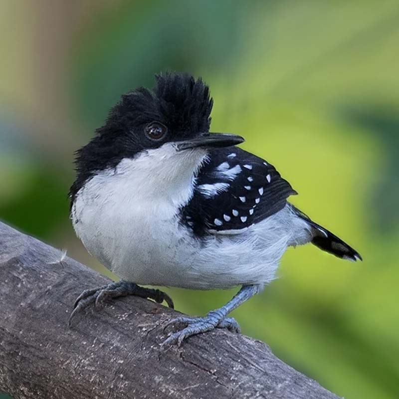 Black-And-White Antbird Birds